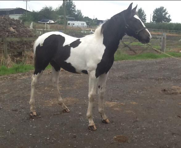 Coloured Showjumpers For Sale